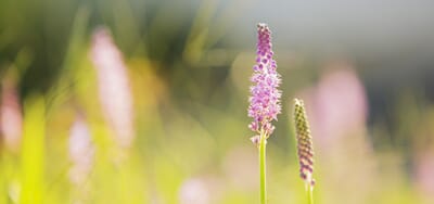 flower-1137381_1920.jpg